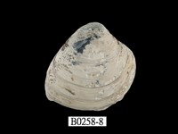 藏品(大蜆)的圖片